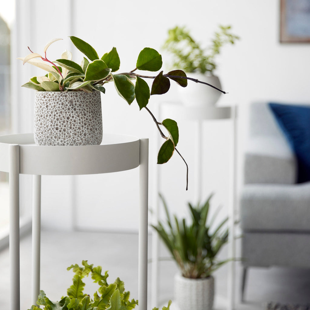 2-Tiered Plant Stand with Casters